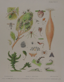 Natural history prints, other artists/publishers